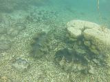 Savaia_MPA_012_goPro_11132019 - Looking down at a couple of the giant clams at the Giant Clams Sanctuary in the Savaia Marine Protection Area