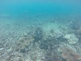 Savaia_MPA_029_goPro_11132019 - More contextual look at the cluster of giant clams at the Giant Clams Sanctuary in the Savaia Marine Protection Area