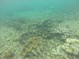 Savaia_MPA_032_goPro_11132019 - Another look at a cluster of about five giant clams of the Giant Clams Sanctuary in the Savaia Marine Protection Area