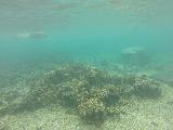 Savaia_MPA_039_goPro_11132019 - Context of Julie floating above the reefs of the Giant Clams Sanctuary in the Savaia Marine Protection Area