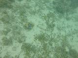 Savaia_MPA_067_goPro_11132019 - A different blue starfish on the reefs of the Giant Clams Sanctuary in the Savaia Marine Protection Area