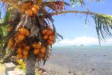 Savaiian_Hotel_011_11142019 - Orange-shelled coconuts by the ocean at the Savaiian Hotel in Savai'i