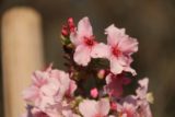 Schabarum_Park_011_03072015 - Closeup of a cherry blossom still bathed in sun at Schabarum Park