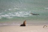 Seal_Bay_029_11122017 - Looking at one of the sea lions swimming while another sea lion was moving about