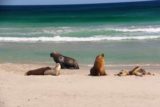 Seal_Bay_041_11122017 - Another look at Australian sea lions being active at Seal Bay