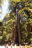 Sempervirens_Falls_006_04222019 - One of the impressively tall redwoods at the Park Headquarters of Big Basin Redwoods State Park