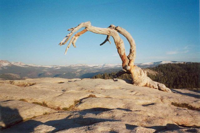 Sentinel_Dome_002_scanned_05302002 - The iconic Jeffrey Pine Tree that once stood atop Sentinel Dome