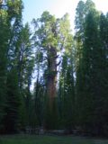 Sequoia_006_05282005 - The General Sherman Tree