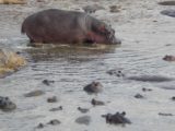 Serengeti_079_jx_06092008 - One of many hippo pools