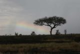 Serengeti_197_06082008 - A rainbow we didn't expect to see in the Serengeti