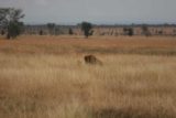 Serengeti_239_06082008 - Lions mating