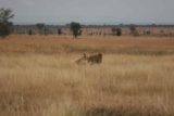 Serengeti_241_06082008 - Female upset at male lion when finished