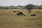 Serengeti_251_06082008 - Wildebeest mating
