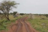 Serengeti_259_06092008 - Road leading to the Western Corridor