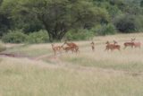 Serengeti_264_06092008 - Impalas mating