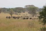 Serengeti_277_06092008 - Wildebeest migration