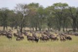 Serengeti_295_06092008 - Closer look at the migration