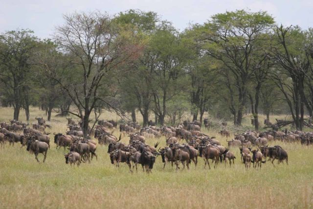Serengeti_295_06092008 - The great wildebeest migration across the Serengeti