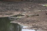 Serengeti_314_06092008 - Crocodiles by the river
