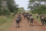 Serengeti_343_06092008 - Behind the wildebeest migration