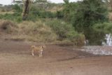Serengeti_488_06102008 - Female lion still on the prowl