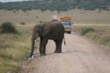 Serengeti_608_06112008 - Thirsty elephant blocking the road
