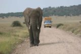 Serengeti_613_06112008 - Scary moment as the elephant was walking towards us