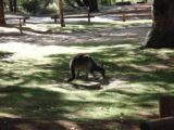 Serpentine_Falls_005_jx_06162006 - A kangaroo grazing at the Serpentine Falls car park
