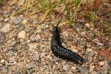 Setesdal_071_06192019 - Encountering a black banana slug while descending Reiarsfossen into Setesdal Valley