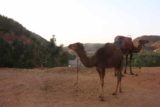 Setti_Fatma_236_05162015 - Camels alongside the road