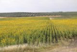 Sevilla_to_Granada_001_05262015 - A huge field of sunflowers seen from a gas stop on the way to Granada