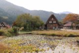 Shirakawa_133_10202016 - Looking across a pond full of lilypads on it towards some mountains and thatched-roof homes in Ogimachi