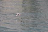 Shiretoko_tour_019_06072009 - Bird skimming the sea