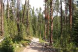 Silver_Cord_Cascade_17_004_08102017 - The Silver Cord Cascade Trail meandered amongst these lodgepole pine trees for much of the hike