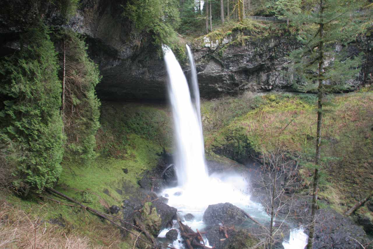 Кочедыжник silver falls описание