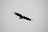 Sitka_017_09012011 - Bald eagle in flight