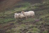 Skoga_River_512_07072007 - The same trio of sheep I saw this morning