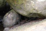 Snug_Falls_17_099_11272017 - Closer look at attractive spider webs spun between rocks downstream of Snug Falls