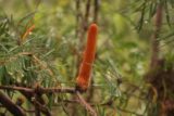 Snug_Falls_17_149_11272017 - Closeup look at a very interesting-looking flower or plant that might seem phallic as seen during my November 2017 visit to Snug Falls
