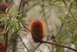Snug_Falls_17_150_11272017 - Focused look at another flower or plant-looking thing as seen along the Snug Falls Track during my November 2017 visit