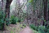 Sonoma_Creek_Falls_027_02212020 - The lower trail to Sonoma Creek Falls