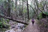 Sonoma_Creek_Falls_119_02212020 - Julie walking alongside the Sonoma Creek on the return hike