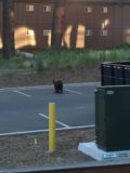 South_Lake_Tahoe_004_moms_06232016 - Another look at the bear leaving the Holiday Inn Express in South Lake Tahoe