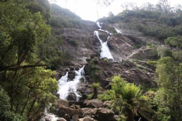 Julie and I came to St Columba Falls with some expectations given that it was said to be one of Tasmania's tallest permanent waterfalls at 90m thereby drawing quite a bit of fanfare and literature...