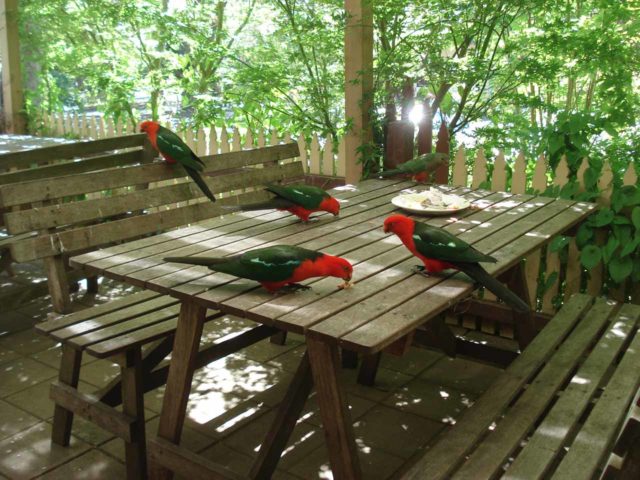 Steavenson_Falls_001_jx_11102006 - When we were getting meat pies in Marysville, we somehow chanced upon this comical scene of these red-headed birds pecking away at someone's picnic leftovers
