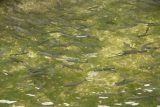 Steirischer_Bodensee_032_07032018 - Closer look at the trout in the trout farm on Steirischer Bodensee