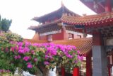 Sun_Moon_Lake_123_11012016 - Flowers adding a different color than red and gold at the Wenwu Temple