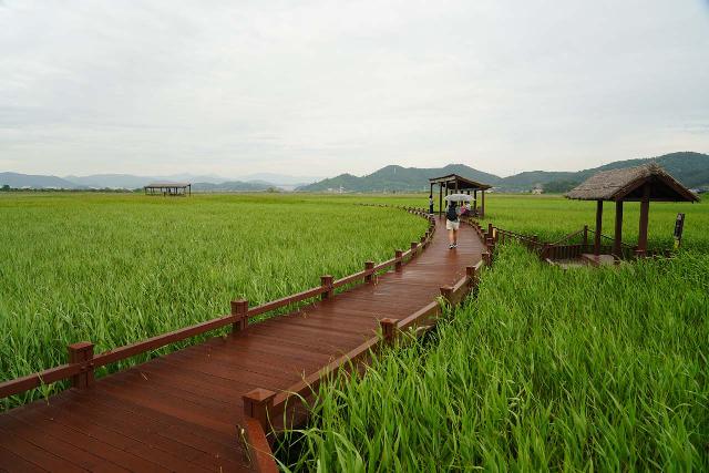 Suncheon_Wetland_116_06192023 - Prior to making the drive to Byeonsanbando National Park, we had visited the Suncheon Wetland, which was a back-to-nature refuge to witness wildlife