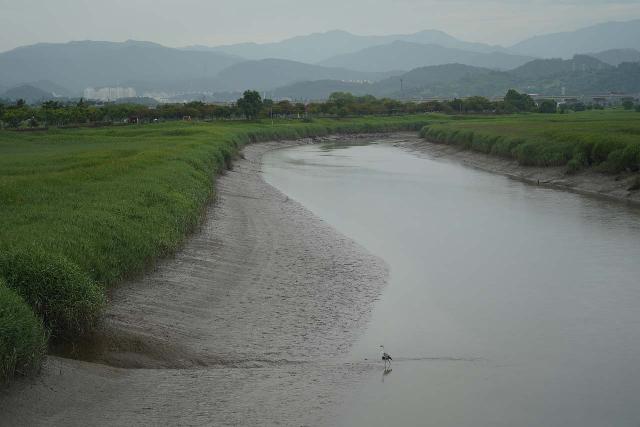 Suncheon_Wetland_129_06192023 - Prior to making the drive to Byeonsanbando National Park, we had visited the Suncheon Wetland, which was a back-to-nature refuge to witness wildlife