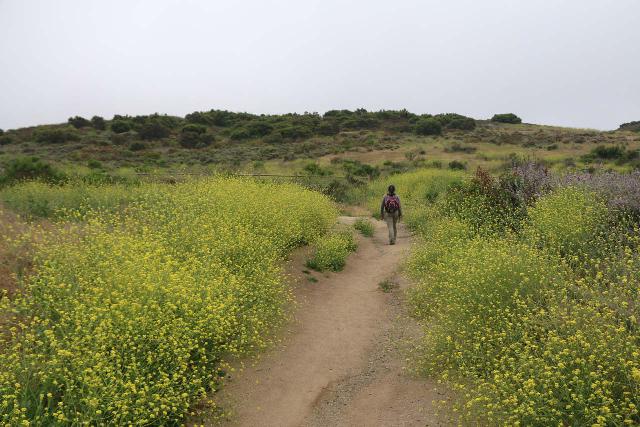 Sycamore_Canyon_Falls_015_06012019 - Julie on the flower-fringed trail leading from the main parking lot to the Satwiwa Native American Culture Center